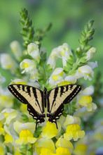 Western Tiger Swallowtail Butterfly, Papilio Rutulus.