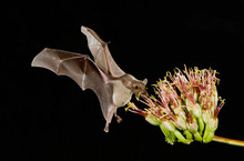Lesser Long-nosed Bat, Leptonycteris Curasoae, Adult In Flight At Night Feeding On Agave Blossom (Agave Spp.),Tucson, Arizona, USA, September