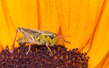 A Grasshopper On A Sunflower