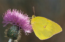 Southern Dogface, Colias Cesonia, Male On Thistle, Starr County, Rio Grande Valley, Texas, USA, May