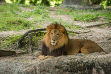 Male Lion Relaxing In Shade