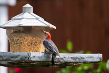 Red-bellied Woodpecker Perched On A Feeder