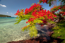 Flamboyant Christmas Tree (Delonix Regia) At Vonu Point, Turtle Island, Yasawa Islands, Fiji.