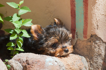 Wall Mural - Yorkshire Terrier Puppy waiting