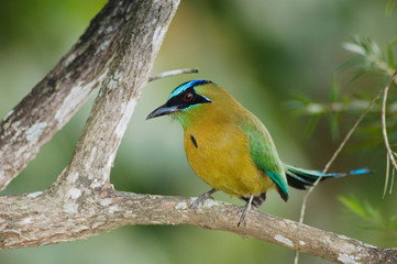 Poster - Blue-crowned Motmot, Momotus momota, adult perched, Central Valley, Costa Rica, Central America, December