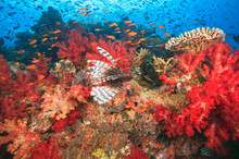 Lionfish (Pterios Volitans) Surrounded By Lush Soft Corals (Dendronepthya Sp.) And Anthias Fish, Near Beqa Island Off Southern Viti Levu, Fiji, South Pacific