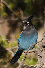 Poster - Steller's Jay, Cyanocitta stelleri, adult, Rocky Mountain National Park, Colorado, USA, September