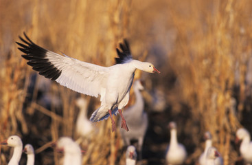 Wall Mural - Snow Goose, Chen caerulescens,adult in flight, Bosque del Apache National Wildlife Refuge, New Mexico, USA, December