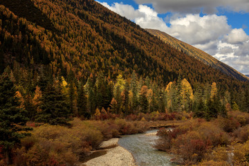 Wall Mural - Fall Autumn Colors, Trees, Colorful Yellow Leaves, Golden and Red Leaves, Colorful Forest. Beautiful assortment of colorful trees, blue sky and sunshine. Layers of trees, background graphic