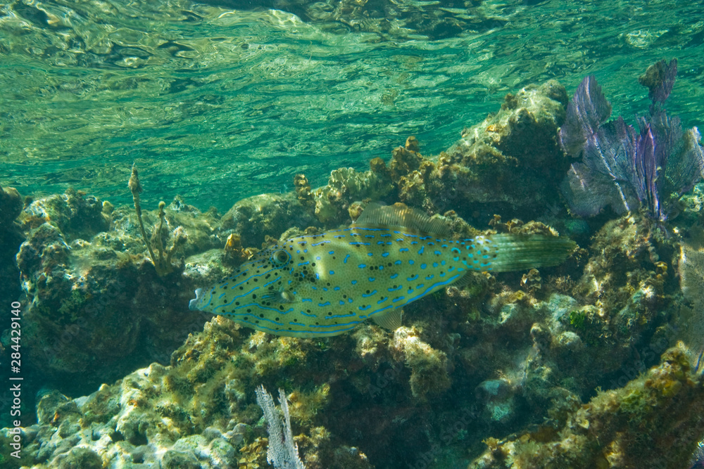 Scrawled Filefish, Hol Chan Marine Park, Ambergris Caye, Belize Stock ...