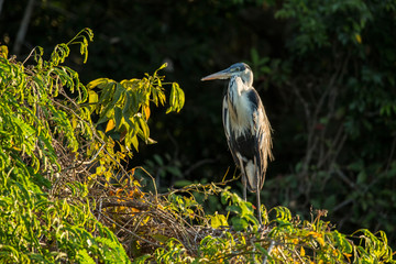 Poster - , with only its snout showing. Cocoi Heron perched on a tree at sunset on the Cuiaba River.