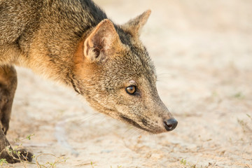 Sticker - Pantanal, Mato Grosso, Brazil. Crab-eating Fox at sunrise. The crab-eating fox searches for crabs on muddy floodplains during the wet season, giving this animal its common name.