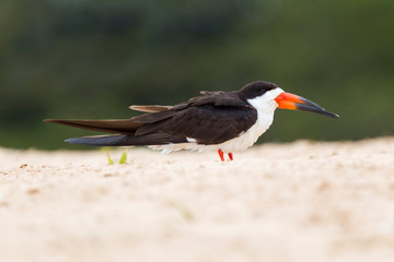 Wall Mural - Brazil, Mato Grosso, The Pantanal, black skimmer (Rynchops nigra) on the beach sand.