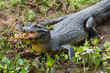 Yacare caiman (Caiman Crocodylus yacare), Pantanal, Mato Grosso, Brazil.