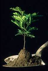 Wall Mural - Pau Brasil (Caesalpinia echinata) Seedling, Endangered tree, Atlantic Forest, Brazil