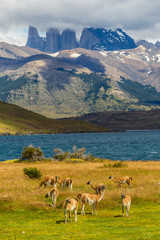 Poster - Chile, Patagonia, Torres del Paine National Park. Landscape of mountains and guanacos. Credit as: Cathy & Gordon Illg / Jaynes Gallery / DanitaDelimont.com