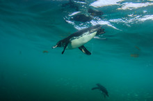 Galapagos Penguin (Spheniscus Mendiculus) Galapagos Islands, Ecuador.