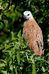 Wall Mural - Brazil, Mato Grosso, The Pantanal, black-collared hawk (Busarellus nigricollis) in a tree.