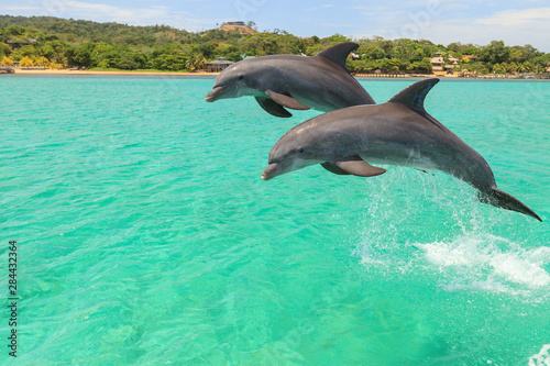 Fotomural Bottlenose Dolphin (Tursiops Truncatus), Roatan, Bay Islands, Honduras