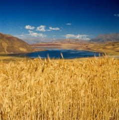 Sticker - Peru, Urubamba Valley. A shimmering field of barley grows in Urubamba Valley, Altiplano, Peru.