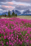 Fototapeta Kwiaty - USA, Alaska, Alsek River Valley. View of wildflowers and Fairweather Range. Credit as: Don Paulson / Jaynes Gallery / Danita Delimont.com 