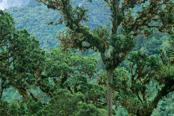 Sticker - Costa Rica, Chirripo National Park, View of cloud forest.