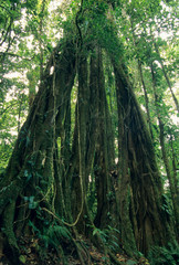 Sticker - Strangler Fig tree, Monteverde Reserve, Costa Rica.