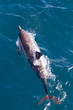 Common dolphin. Baja California, Sea of Cortez, Mexico.