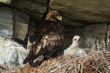 Golden Eagle with curious chick