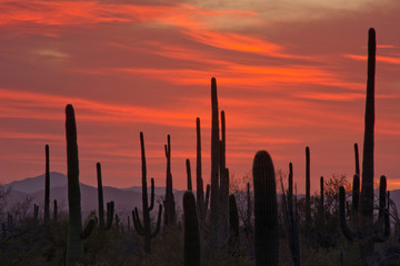 Poster - Sunset, Saguaro, Saguaro National Park, Arizona, USA