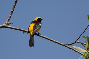 Wall Mural - USA - California - San Diego - Hooded Oriole