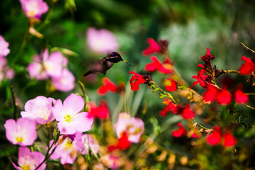 Wall Mural - Boyce Thompson Arboretum State Park, Superior, Arizona. Hummingbird Seeks Nectar Amidst Wildflower Garden