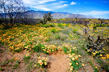 Wall Mural - Hwy 191 Arizona: Pinaleno Mountains seen across the desert along Highway 191, with a field of Mexican Poppies.