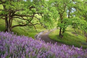 Poster - USA, California, Redwood National Park. Dirt road winds past lupine flowers and oak trees. 