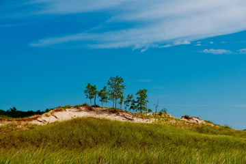 Clump of Trees on Ridge of Sand Dunes