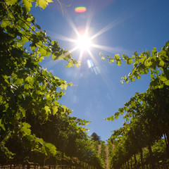 Wall Mural - NA, USA, California, Sonoma County, Healdsburg, vineyards