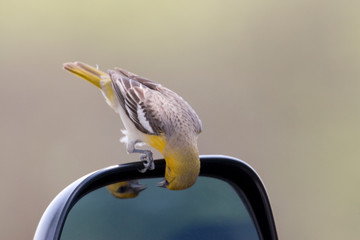 Sticker - USA - California - San Diego County - female Bullock's Oriole sitting on car's side mirror