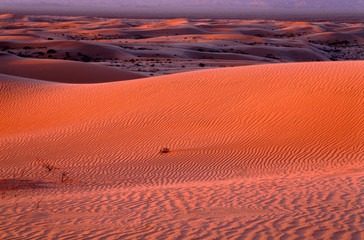 Wall Mural - USA, California, North Algodones Dunes Wilderness, Vast area of undulating dunes at sunrise.