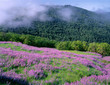 USA, California, Redwood National Park, Meadow of riverbank lupine and spring grass slopes down towards Oregon white oak and distant conifers.