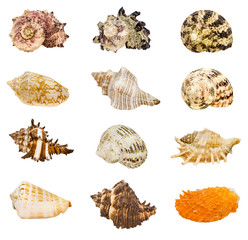 Group of seashell isolated on white