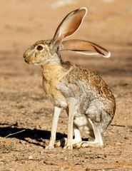 Sticker - Antelope Jackrabbit (Lepus alleni). It is the largest of the North American hares, Arizona.