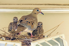 Sheltered Nesting Space And Mourning Dove Family Atop A Security Light