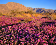 USA, California, Anza-Borrego DSP. Purple Sand Verbena Carpets The Floor Of Anza-Borrego Desert State Park, In California.