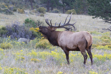 Sticker - North America - USA - Colorado - Rocky Mountain National Park. Wapiti (American elk) - Cervus elaphus nelsoni