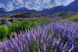 USA, California, Sierra Nevada Mountains. Inyo bush lupine blooms and mountains. 