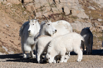 Sticker - North America - USA - Colorado - Rocky Mountains - Mount Evans. Mountain goat - oreamnos americanus.