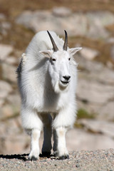 Sticker - North America - USA - Colorado - Rocky Mountains - Mount Evans. Mountain goat - oreamnos americanus.