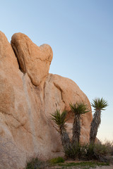 Sticker - USA, California, Joshua Tree National Park. View of heart-shaped rock. Credit as: Don Paulson / Jaynes Gallery / DanitaDelimont.com