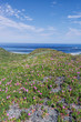 USA, California, Point Reyes National Seashore, Ice Plant Blooming at Point Reyes Beach