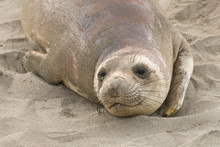 USA, CA, Piedras Blancas. Elephant Seal (Mirounga Angustirostris) Rookery On Central California Coast. Elephant Seals Once Hunted To Near Extinction In Late 1800's.